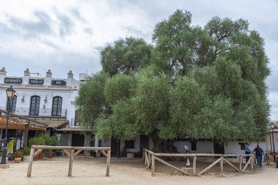Huelva - El Rocio 23 - árbol Acebuche.jpg